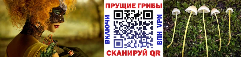 Псилоцибиновые грибы MAGIC MUSHROOMS  Кисловодск 